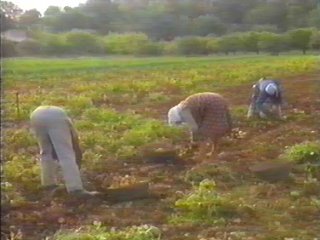 PATATAS (7)
